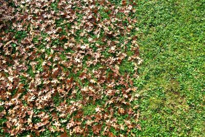 Healthy Fall Lawn