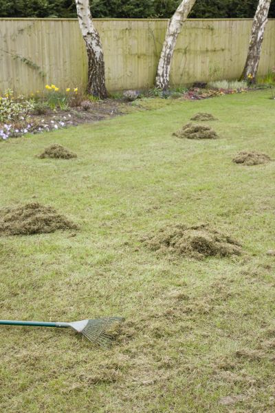 Lawn Thatch Removal in Anaheim