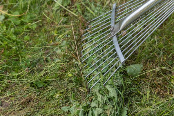 Thatch Raking