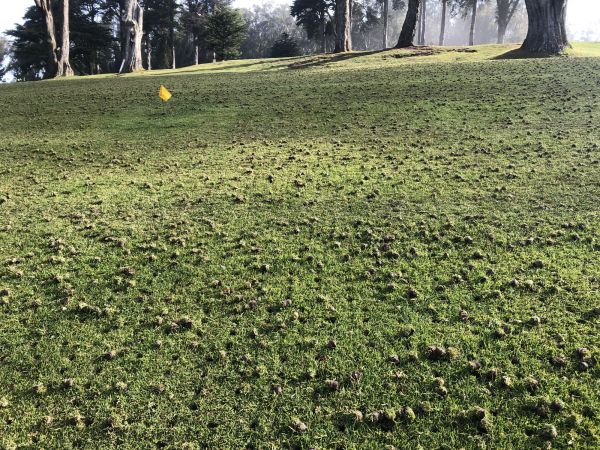 Soil Aeration Service in Anaheim