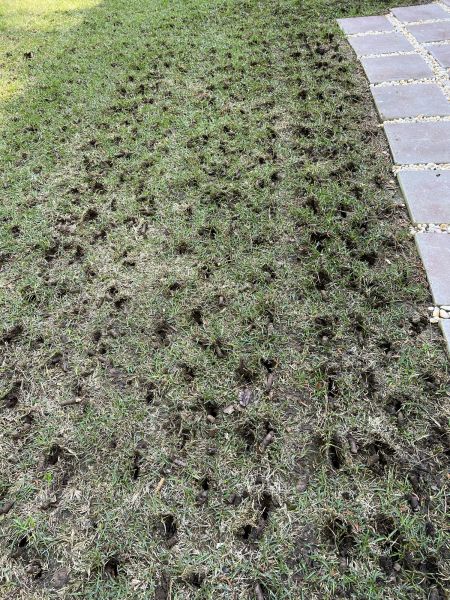 Grass Aeration Service in Anaheim